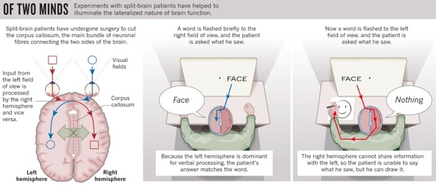 Of two minds experiments with split-brain patients
